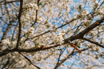 Blooming Apple tree against a blue sky, background image, lots of white flowers