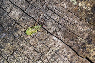 green bug on wood texture and rusty metal background