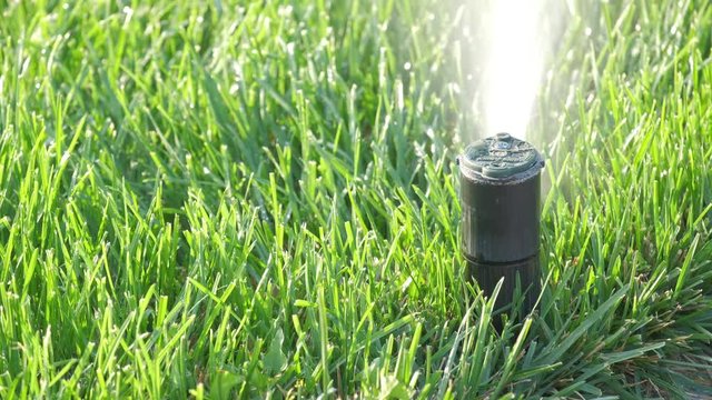Sprinkler watering lush green grass. Drops of water on the lawn. Close-up. Water jets.
