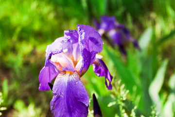 purple iris flower on green background beautiful violet flower - iris blooming in the garden.