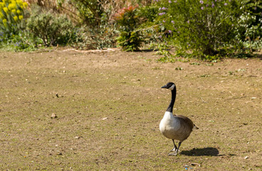 goose on the meadow