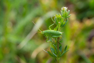 grasshopper on a leaf
