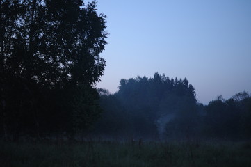 Silhouettes of trees in morning fog 