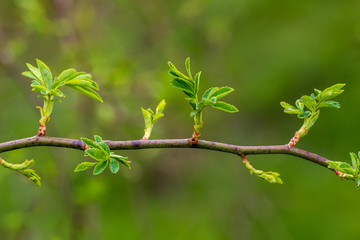 Spring branch with fresh leaves