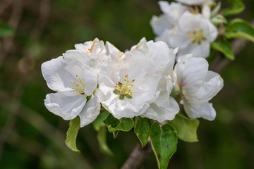 White flowers on a tree