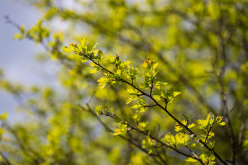 Spring tree on a sunny day