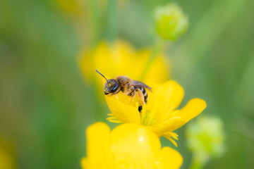 Macro of a small bee polling a yellow flower into a wild field