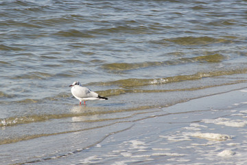 Seagull seat near water