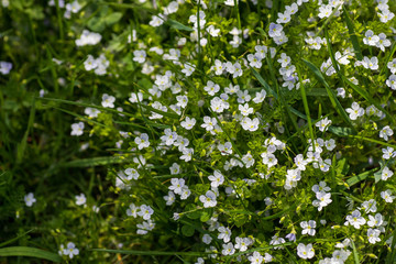 Little flowers, Myosotis