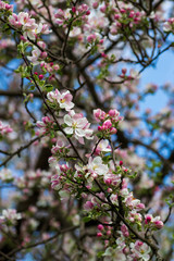 Pink and white flowers on the tree