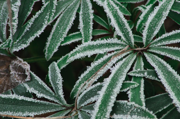 Frostige Blätter