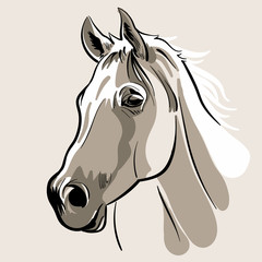Horse head. Hand drawn vector illustration. 