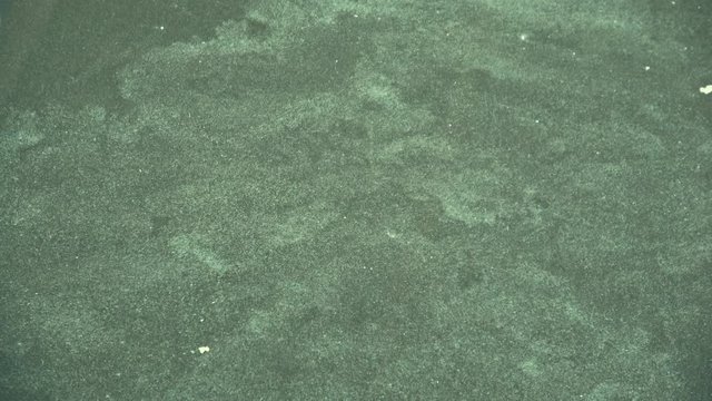 Blaualgen in einem Gew&auml;sser, baden verboten
