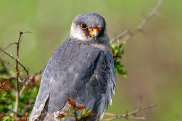 Red-footed Falcon (Falco vespertinus) wildlife.