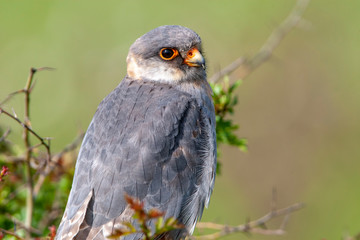 Red-footed Falcon (Falco vespertinus) wildlife.
