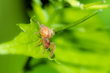 Macro, spider on a leaf. waiting for the hunt. orange on green