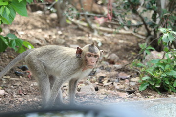 The little monkey is looking for something on a natural hill surrounded by many trees.