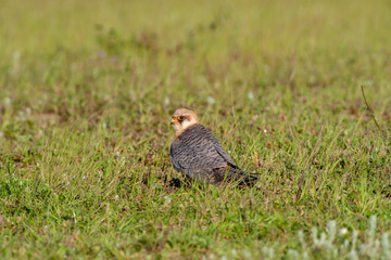 Red-footed Falcon (Falco vespertinus) wildlife.