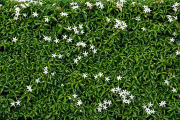 Wall of green leaves with white flowers.