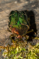 Cetonia Aurata,  rose chafer or the green rose chafer, shining on a wooden background