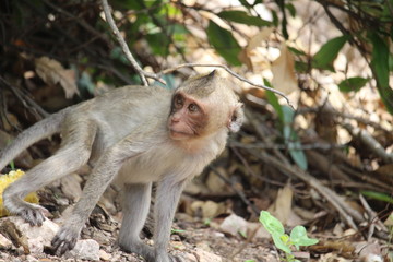 The little monkey is looking for something on a natural hill surrounded by many trees.