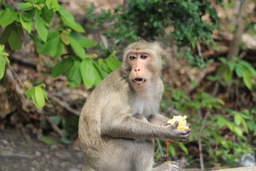 Monkey mother eats fruits and vegetables.