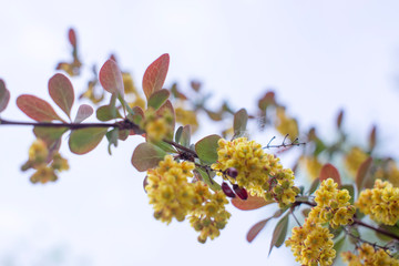Flowering Thunberg's barberry or Berberis thunbergii. Cultivar with red leaves and yellow flowers