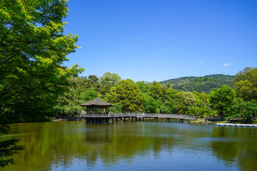 Obraz premium 奈良県奈良市「奈良公園 浮見堂」の新緑