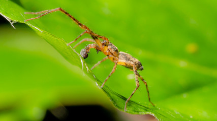 spider on the web, macro
