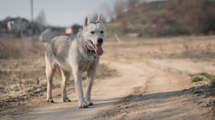 portrait of a husky dog in the countryside