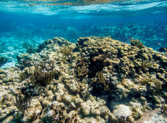 Fototapeta na wymiar Coral Reef near Stingray City, Grand Cayman, Cayman Islands