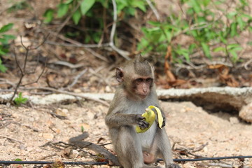The little monkey eating a banana at Bangsaen Khao Sam Muk