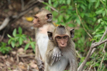 The little monkey is looking for something on a natural hill surrounded by many trees.