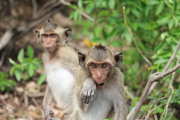 Naklejka premium The little monkey is looking for something on a natural hill surrounded by many trees.
