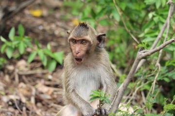 The little monkey is looking for something on a natural hill surrounded by many trees.