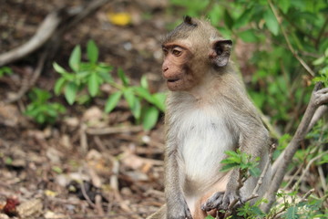 The little monkey is looking for something on a natural hill surrounded by many trees.