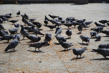 Naklejka premium Flock of Pigeons feeding on corn and wheat in sunny weather at a public feeding spot. Large group of pigeons eating bread, corn, rice etc during day time in the street.