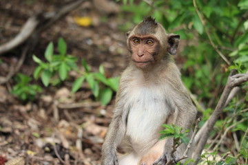 The little monkey is looking for something on a natural hill surrounded by many trees.