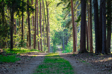 forest road in a recreation area, healthy environment