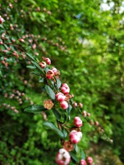 red flowers in the garden