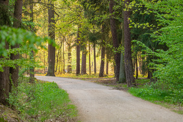 stony path leading through the forest, a place for active rest and recreation