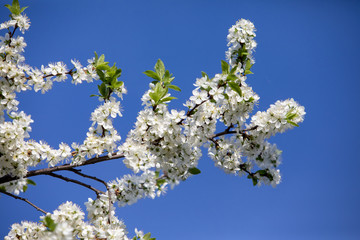 branch of blooming cherry tree