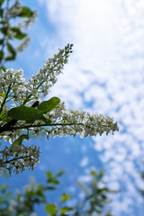 Blossoming bird cherry with white flowers in the garden. Beautiful branch of bird cherry blossoms against the blue sky background. Bright springtime in the garden.