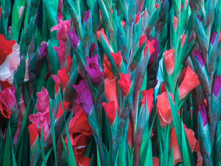 Colorful gladiolus flowers. Bouquets of flowers.
