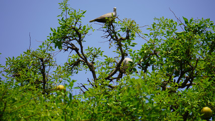 Pigeon at the top of the tree