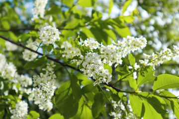 Blossoming bird cherry with white flowers in the garden. Beautiful branch of bird cherry blossoms against the blue sky background. Bright springtime in the garden.