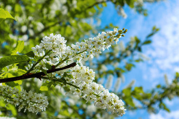 Blossoming bird cherry with white flowers in the garden. Beautiful branch of bird cherry blossoms against the blue sky background. Bright springtime in the garden.