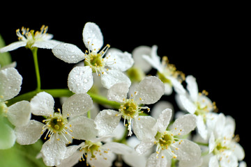 Blossoming bird cherry with white flowers on a black background. Beautiful bird-cherry tree branch in bloom, close-up view. 