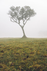Mystical Fanal laurisilva forest at Madeira island, Portugal