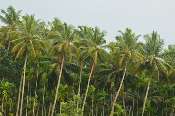 Naklejka na ściany i meble Coconut tree plantation in kerala village
